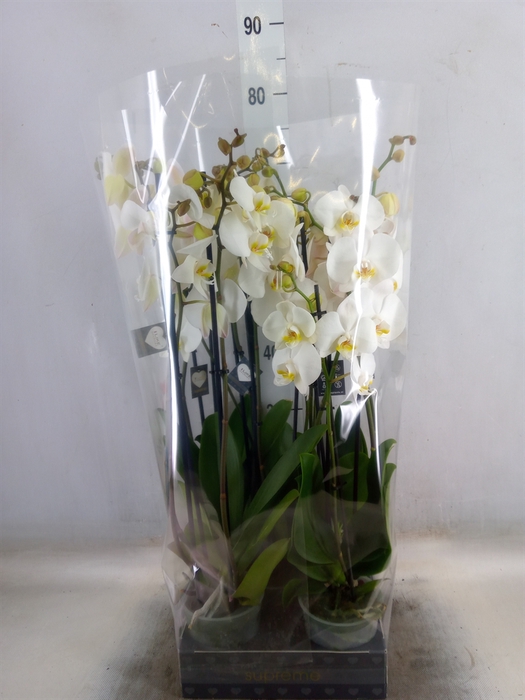 <h4>Phalaenopsis   ...white</h4>