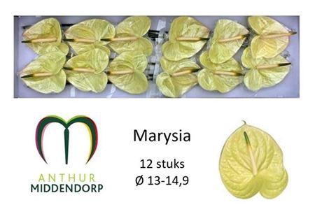 <h4>Anth A Marysia X12</h4>