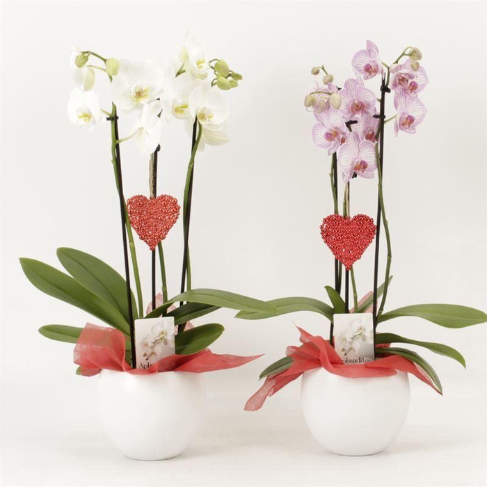 <h4>Phal Gemengd 3 Tak Keramiek Lisa Wit Valentijn</h4>