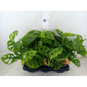 Monstera obliqua 'Monkey Mask'
