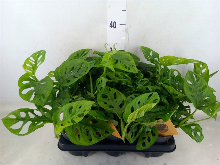 <h4>Monstera obliqua 'Monkey Mask'</h4>
