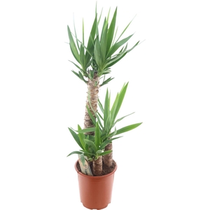 Yucca 603020