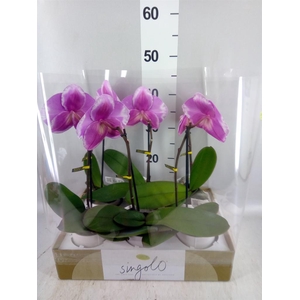 Phalaenopsis   ...