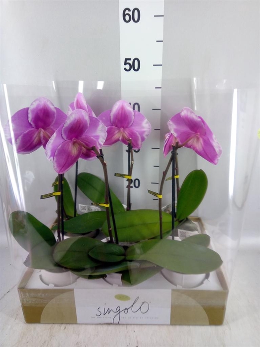 <h4>Phalaenopsis   ...</h4>