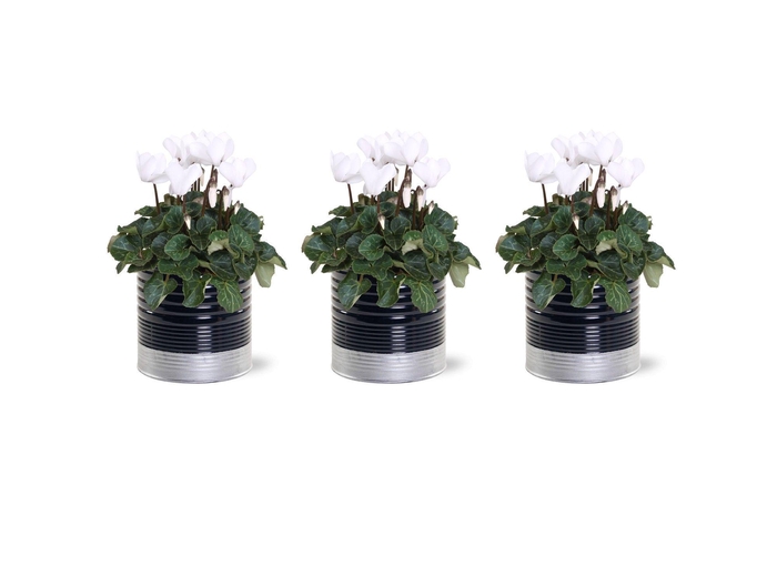 <h4>Collectie "Bubbles & wine" Cyclaam Wit in zinken pot Nola</h4>