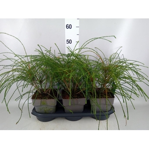 Thuja plicata 'Whipecord'