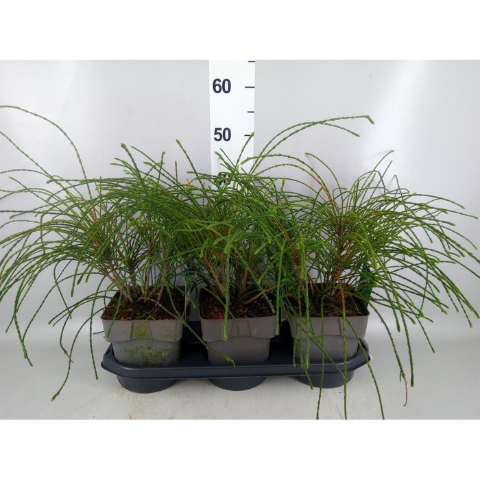<h4>Thuja plicata 'Whipecord'</h4>