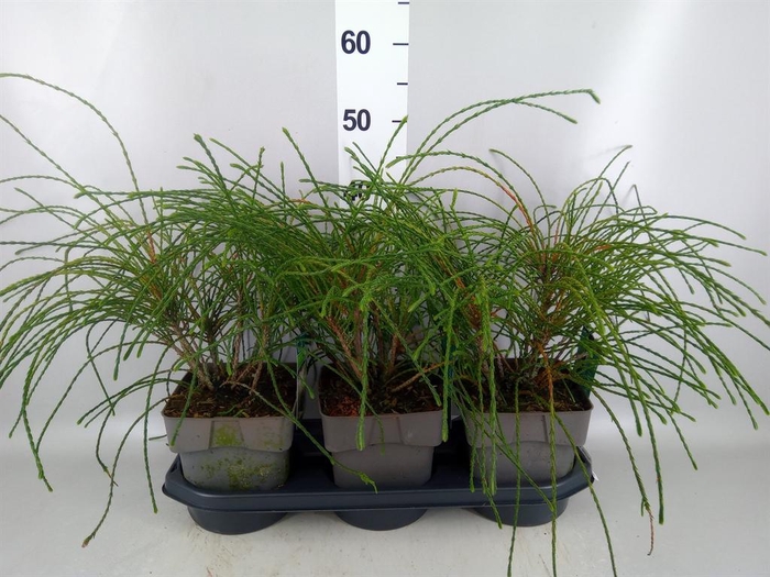 Thuja plicata 'Whipecord'