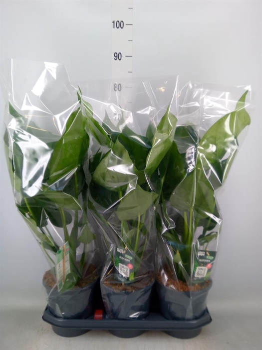 <h4>Alocasia cucullata</h4>