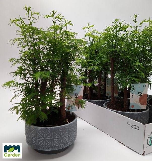 <h4>BONSAI OV</h4>