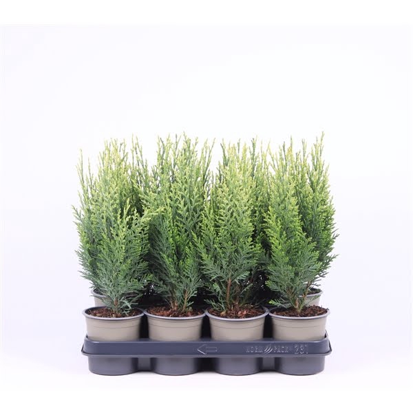 <h4>Chamaecyparis lawsoniana 'White Spot'</h4>