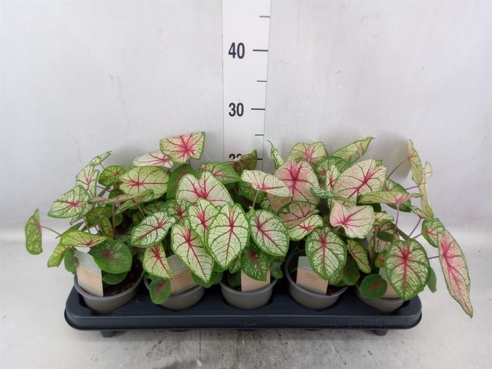 Caladium   ...