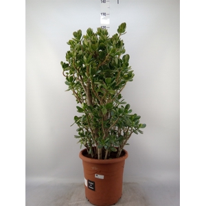 Crassula ovata