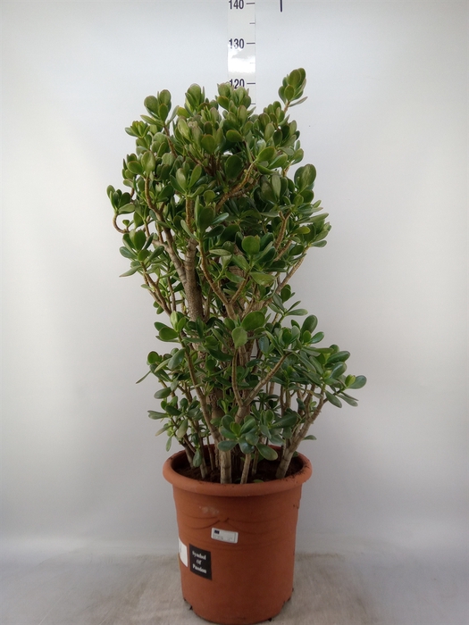 <h4>Crassula ovata</h4>