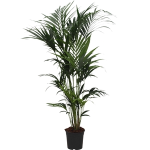 Howea forsteriana (Kentia) 10 pit 200-220cm
