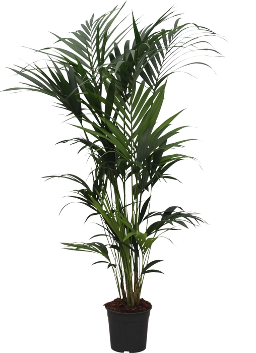 <h4>Howea forsteriana (Kentia) 10 pit 180-200cm</h4>