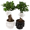Ficus m. Ginseng pot ø12cm in ø15cm Buddha head Black/White