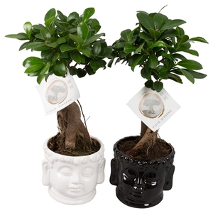 Ficus m. Ginseng pot ø12cm in ø15cm Buddha head Black/White