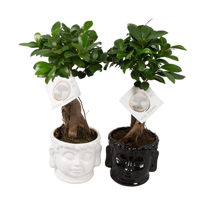 <h4>Ficus m. Ginseng pot ø12cm in ø15cm Buddha head Black/White</h4>