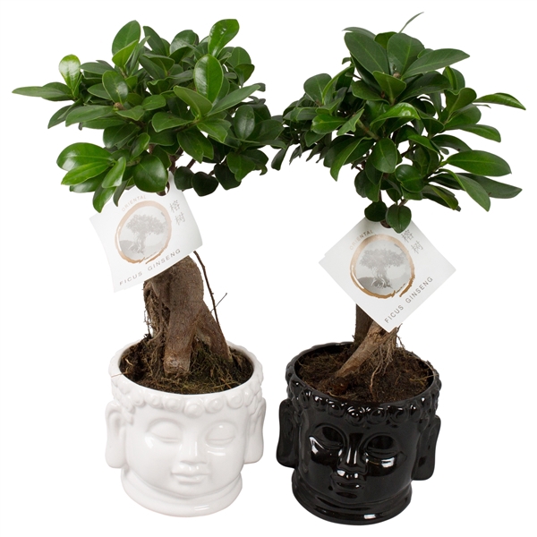 Ficus m. Ginseng pot ø12cm in ø15cm Buddha head Black/White