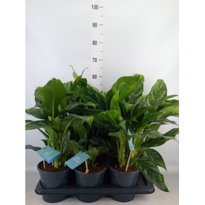 Aglaonema   ...
