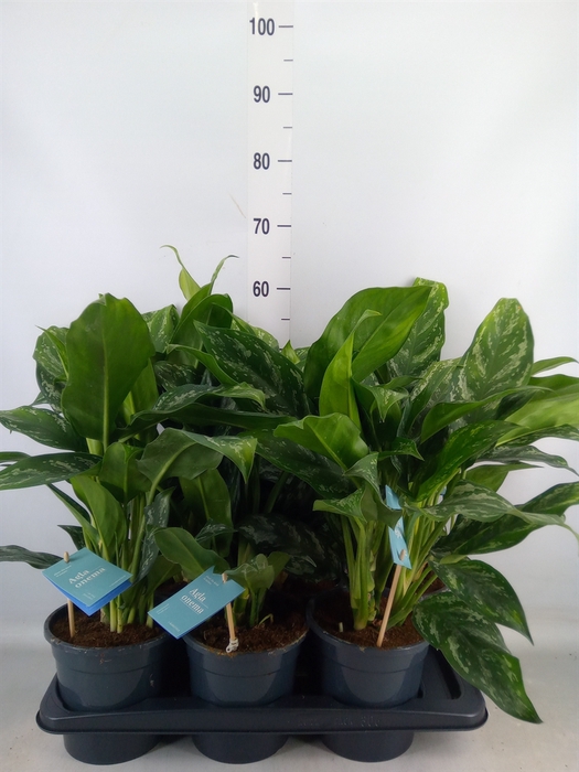 <h4>Aglaonema   ...</h4>