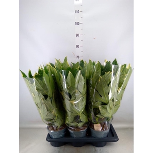 Fatsia japonica 'Variegata'