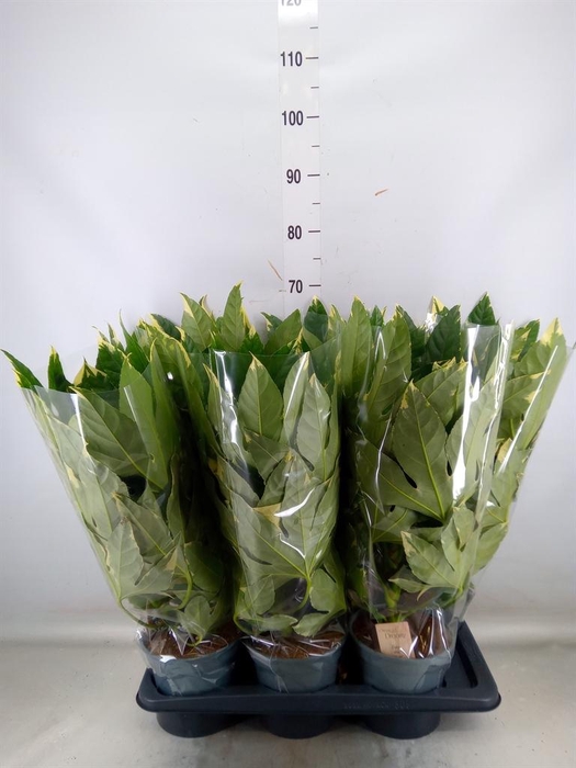 <h4>Fatsia japonica 'Variegata'</h4>