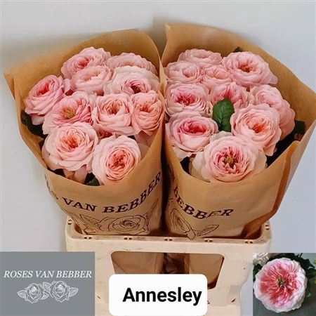 <h4>R Gr Annesley!</h4>