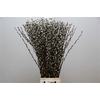 SALIX CA SNOW FLAKE