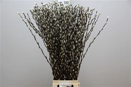 SALIX CA SNOW FLAKE