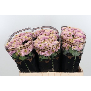 Chr San Aaa Doria Pi