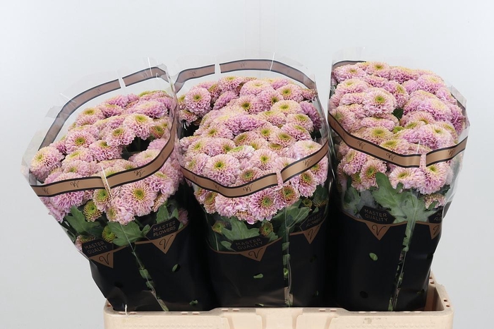 <h4>Chr San Aaa Doria Pi</h4>