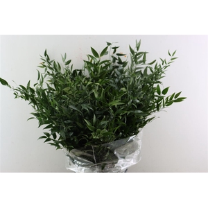 Ruscus Medium 120gr P Bunch