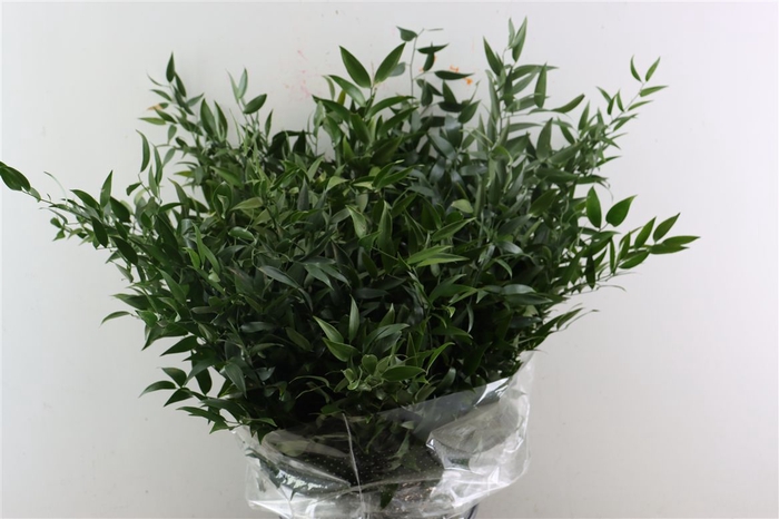 <h4>Ruscus Medium 120gr P Bunch</h4>