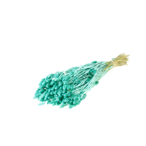 Phalaris Blue Aqua