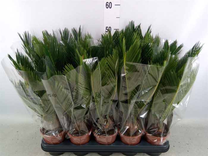 <h4>Cycas revoluta</h4>