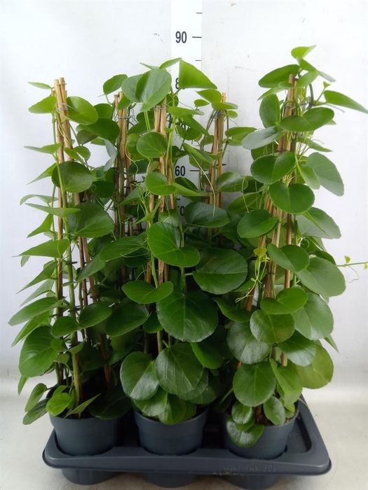 <h4>Cissus rotundifolia</h4>