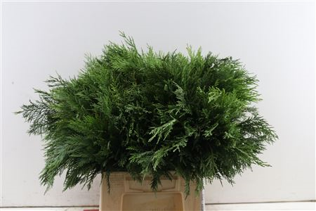 <h4>CONIFEREN SNIJGROEN</h4>