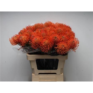 Leuco Ayoba Mandarin Zest