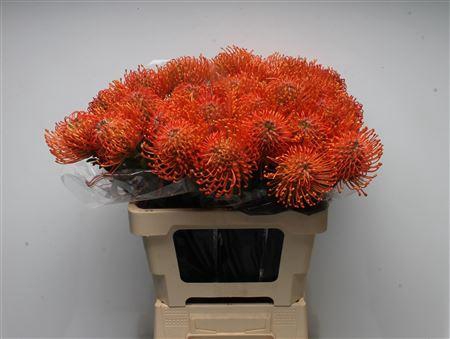 <h4>Leuco Ayoba Mandarin Zest</h4>