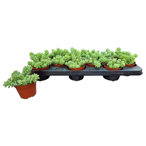 SEDUM BURRITO