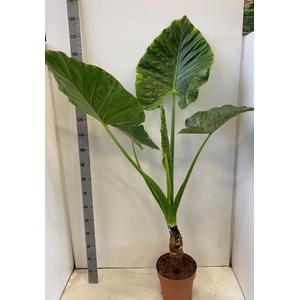 ALOC MACRORRHIZOS