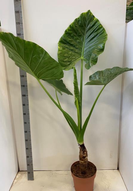 ALOC MACRORRHIZOS