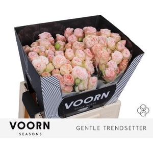 R Tr Gentle Trendsetter Voorn Seasons