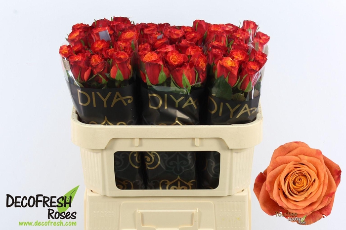 <h4>R Gr Touchee</h4>