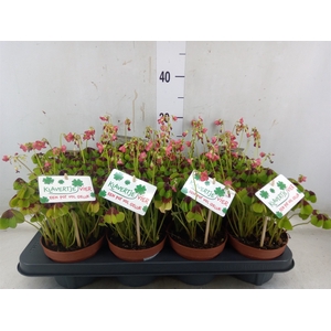 Oxalis deppei