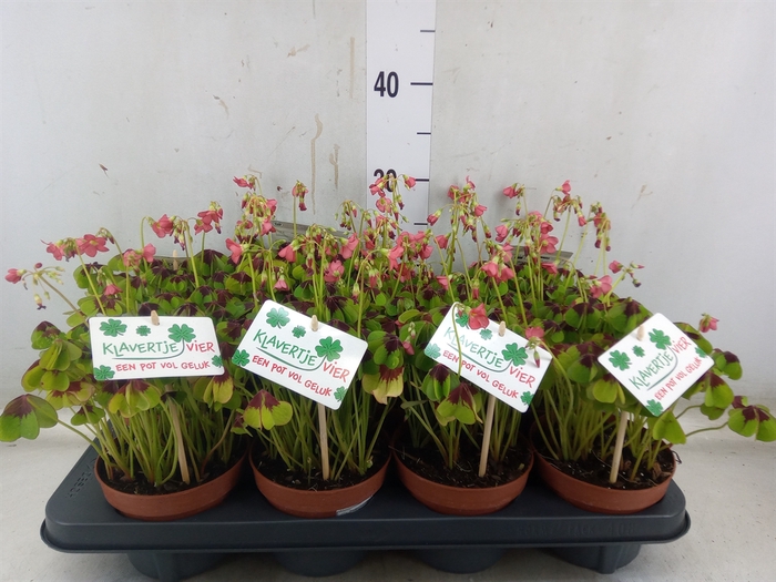 <h4>Oxalis deppei</h4>