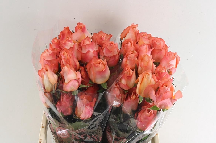 <h4>R Gr Coral Reef</h4>