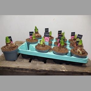 Hippeas 2 Steel Pink Decorum